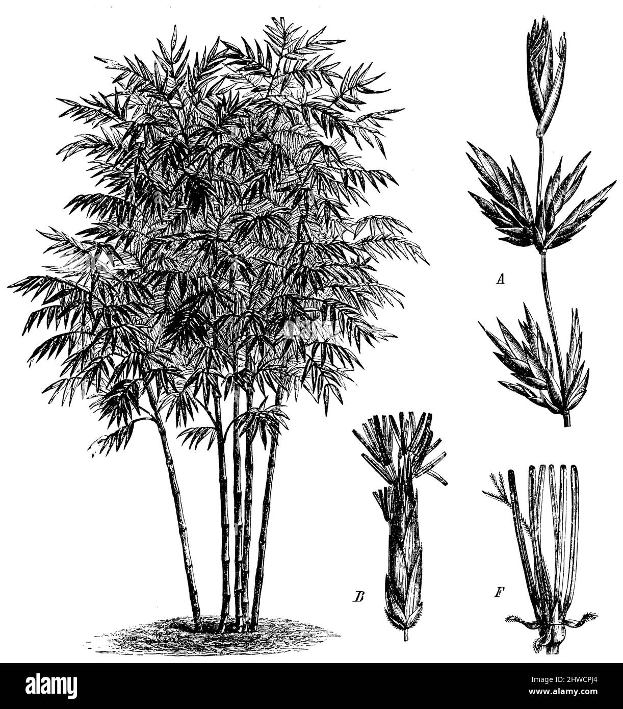 Bamboo, T Tracht. Ein Zweig eines Blütenstands. B Stachelett. F Blume, Bambusa vulgaris, (Botanikbuch, ca. 1900), Bambus, T Tracht. A Zweig eines Blütenstandes. B Ährchen. F Blüten, bambou, T Traite. Ein Blütenstand der Branche. B Epi de Fleur. F Fleur Stockfoto