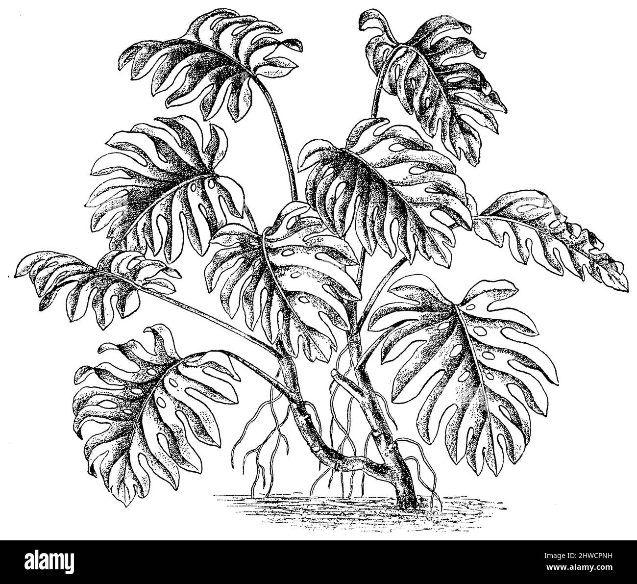 Schweizer Ksepflanze, Splittblatt-Philodendron , Monstera deliciosa,  (Botanikbuch, ca. 1900), Philodendron, Kstliches Fensterblatt , faux  philodendron Stockfotografie - Alamy