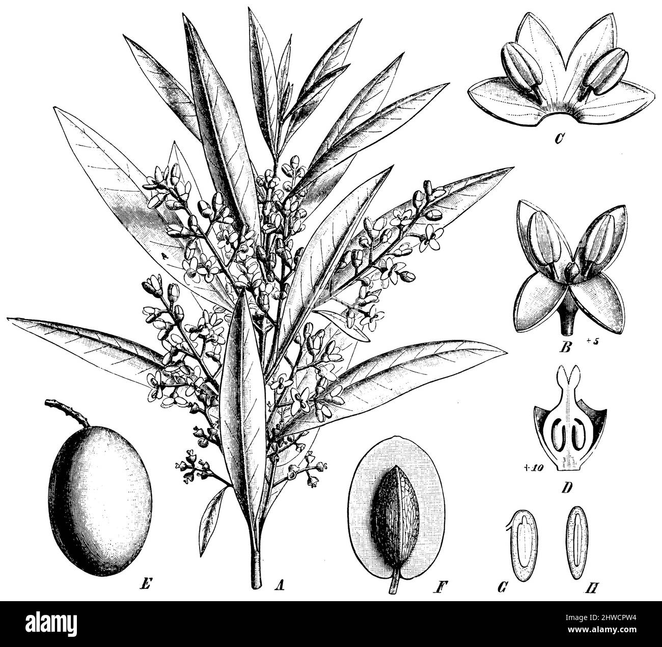 Olive, Europäische Olive A Branche fleurie. B Fleur de l'arbre. C Corolle de la Fleur, Coupée. D ovaire en Coupe longitudinale. E Frucht (oliv). La même, Coupe. 6, Graines en Coupe longitudinale, Olea europaea, (Botanikbuch, ca. 1900), Olivenbaum A Blühender Zweig. B Blüte. C Blumenkrone, aufgeschnitten. D Fruchtknoten im Längenschnitt. E Frucht (Olive). Dieselbe, angeschnitten. 6, Samen im Längenschnitt, olivier A Branche fleurie. B Fleur de l'arbre. C Corolle de la Fleur, Coupée. D ovaire en Coupe longitudinale. E Frucht (oliv). La même, Coupe. 6, Graines en Coupe longitudinale Stockfoto