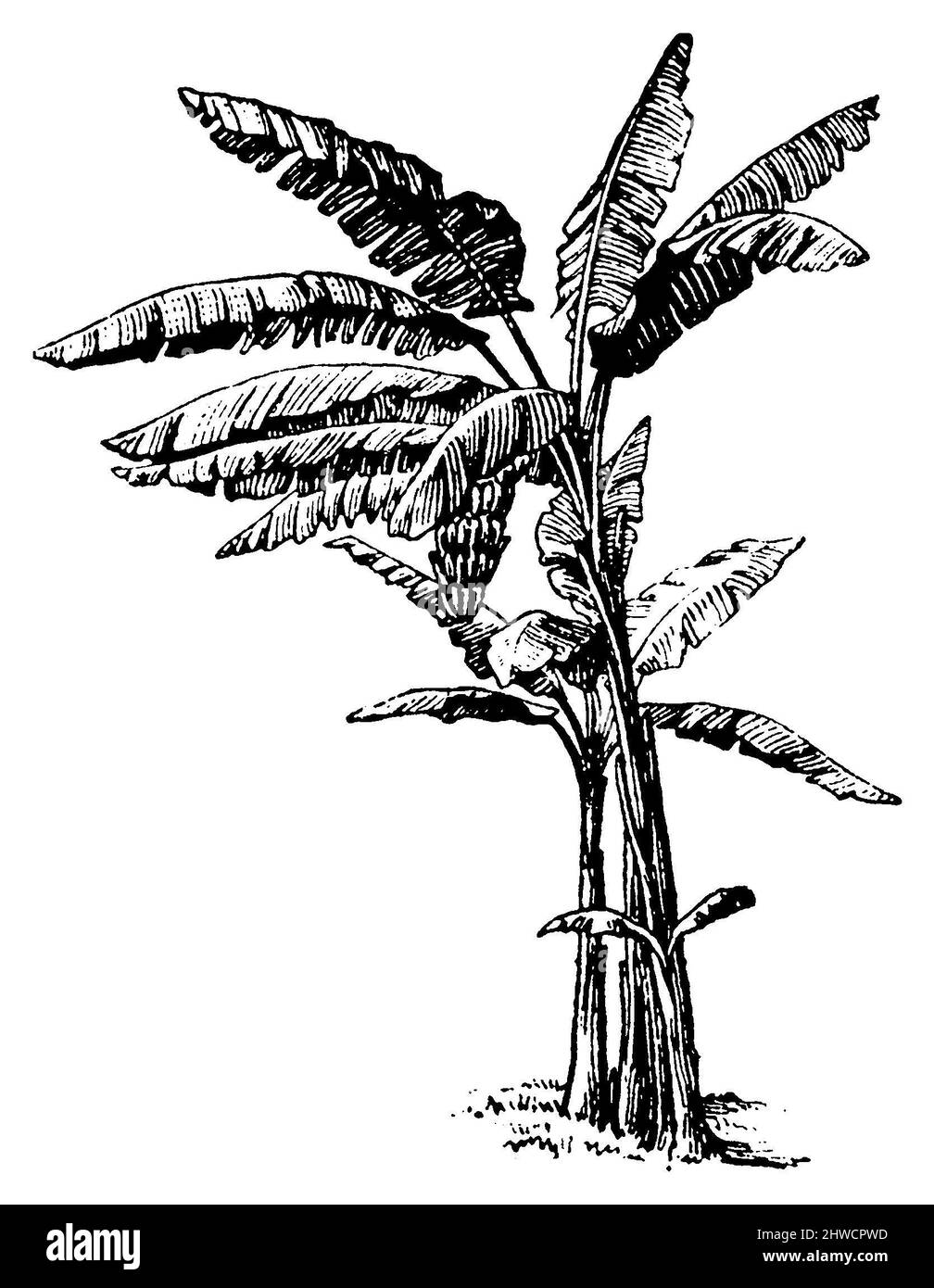 Banana , Musa × paradisiaca SYN Musa sapientum, (Enzyklopädie, 1910), Banane , Bananier Stockfoto