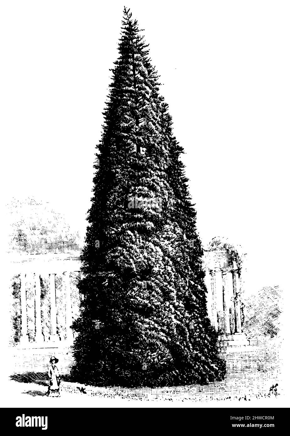 , Sequoiadendron giganteum SYN. Sequoia gigantea, (Druckmusterbuch, 1911), Riesenmammutbaum, séquoia GÉANT Stockfoto