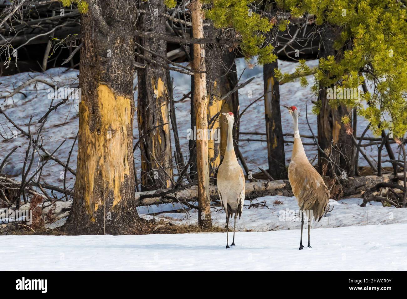 Sandhill Cranes, Antigone canadensis, im Mai im Yellowstone National Park, Wyoming, USA Stockfoto