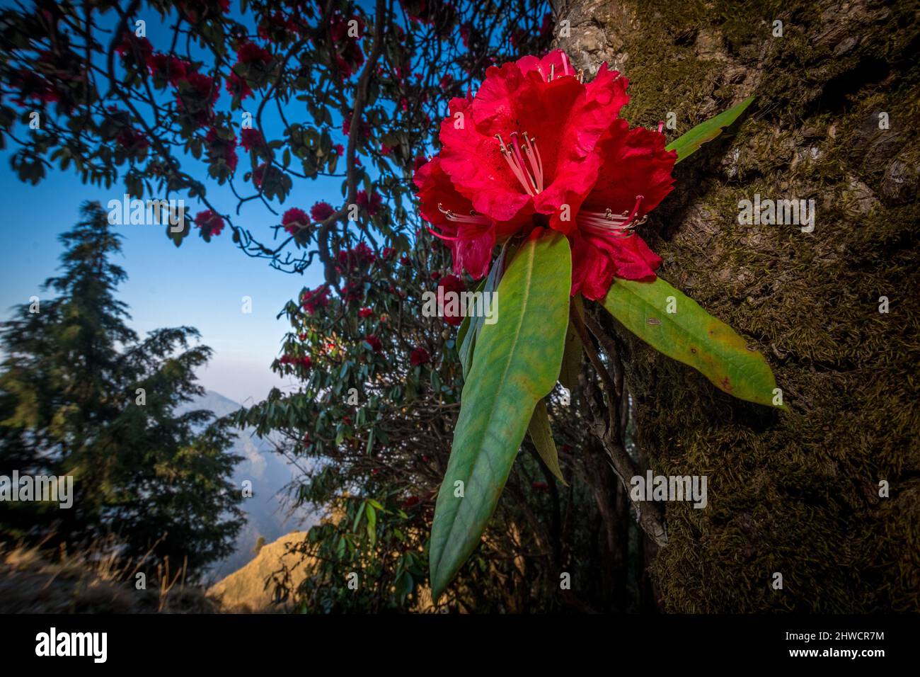 Eine rote Rhododendronblüte blickt auf ein Tal in Pangot, Uttarakhand Stockfoto