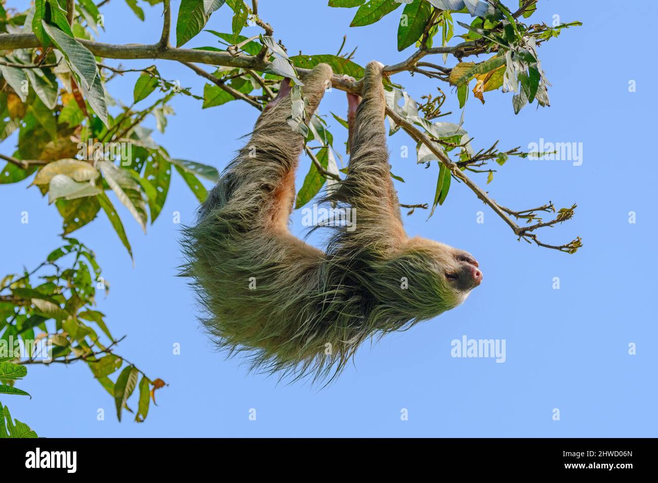 Hoffmanns Zweizehen-Faultier (Choloepus hoffmanni) schläft, während er an einem Baum im Manuel Antonio Nationalpark, Puntarenas, Quepos, Costa Rica, hängt Stockfoto