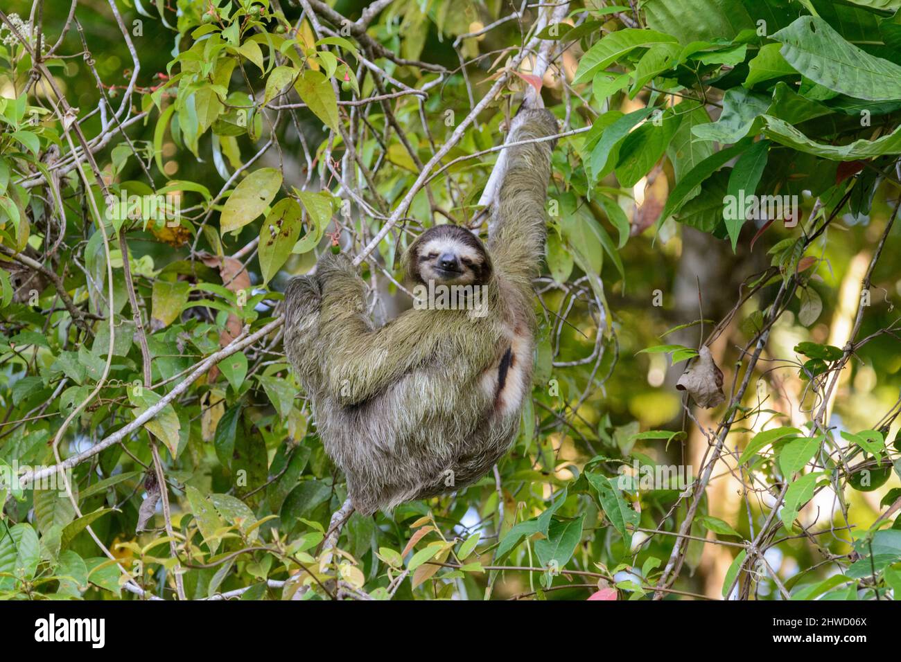 Braunkehlige Dreifüßler (Bradypus variegatus), die im Tortuguero National Park, Provinz Limon, Costa Rica, Mittelamerika, einen Baum besteigen Stockfoto