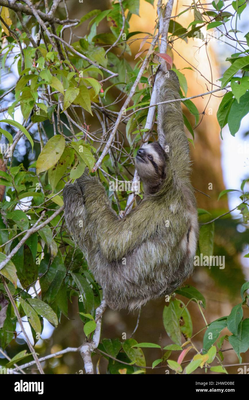 Braunkehlige Dreifüßler (Bradypus variegatus), die im Tortuguero National Park, Provinz Limon, Costa Rica, Mittelamerika, einen Baum besteigen Stockfoto