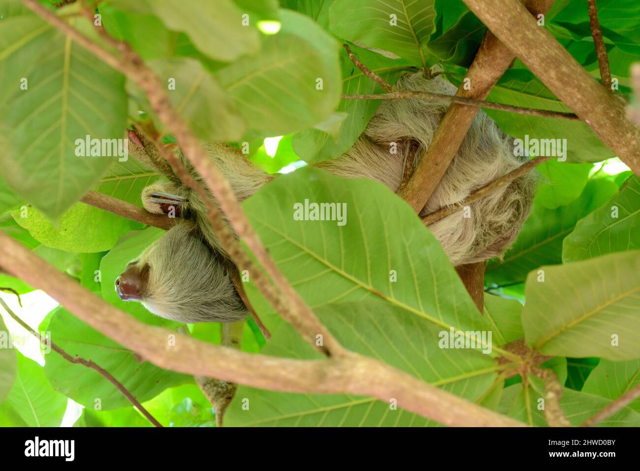 Hoffmanns Zweizehen-Faultier (Choloepus hoffmanni) schläft in einem Baum im Manuel Antonio Nationalpark, Provinz Puntarenas, Quepos, Costa Rica Stockfoto