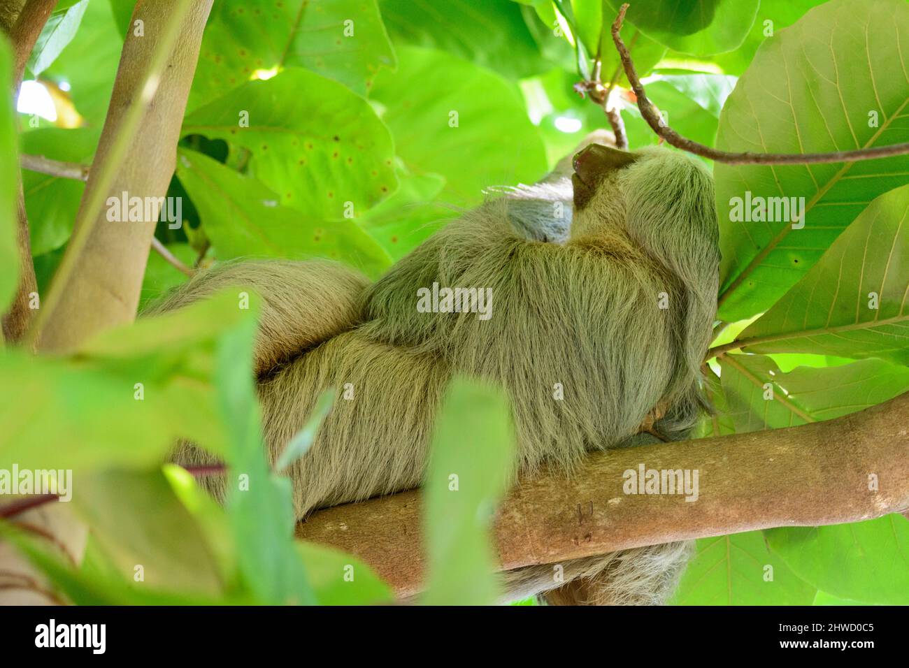 Hoffmanns Zweizehen-Faultier (Choloepus hoffmanni) schläft in einem Baum im Manuel Antonio Nationalpark, Provinz Puntarenas, Quepos, Costa Rica Stockfoto