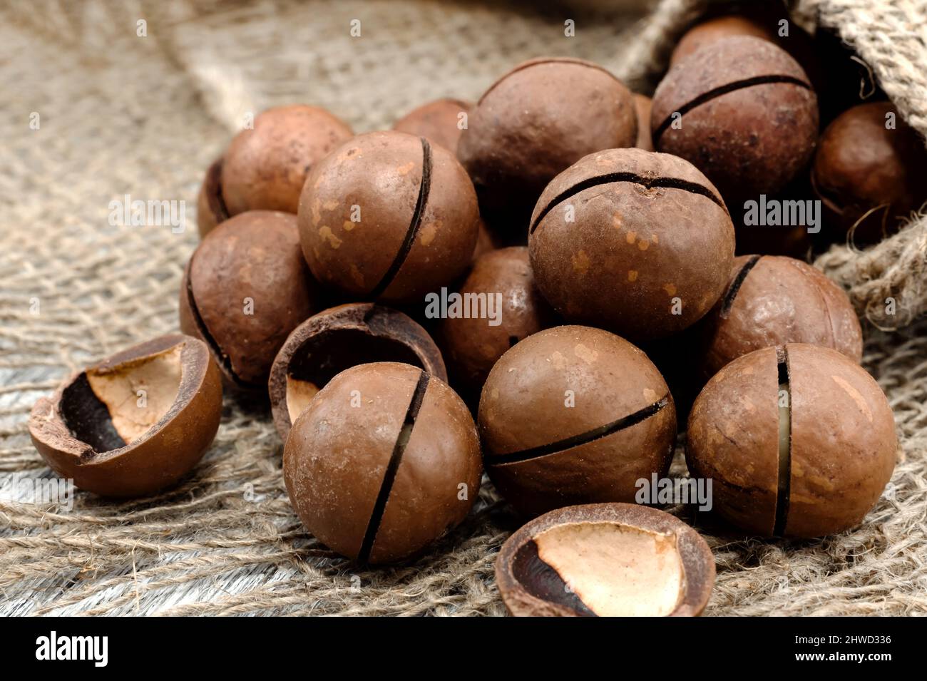 Macadamia. Macadamianüsse liegen in einem Haufen auf einem rauhen grauen Tuch, geschält und ungeschält in der Schale Stockfoto