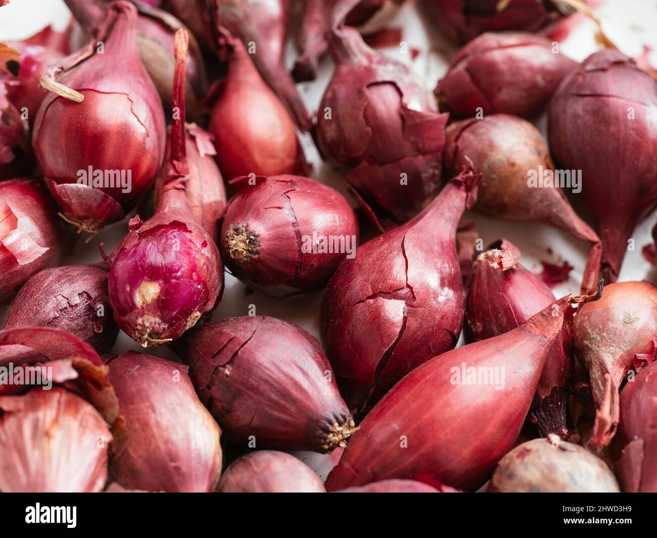 Sammlung von roten Zwiebel-Sets für die Pflanzung in einem Gemüsegarten. Stockfoto
