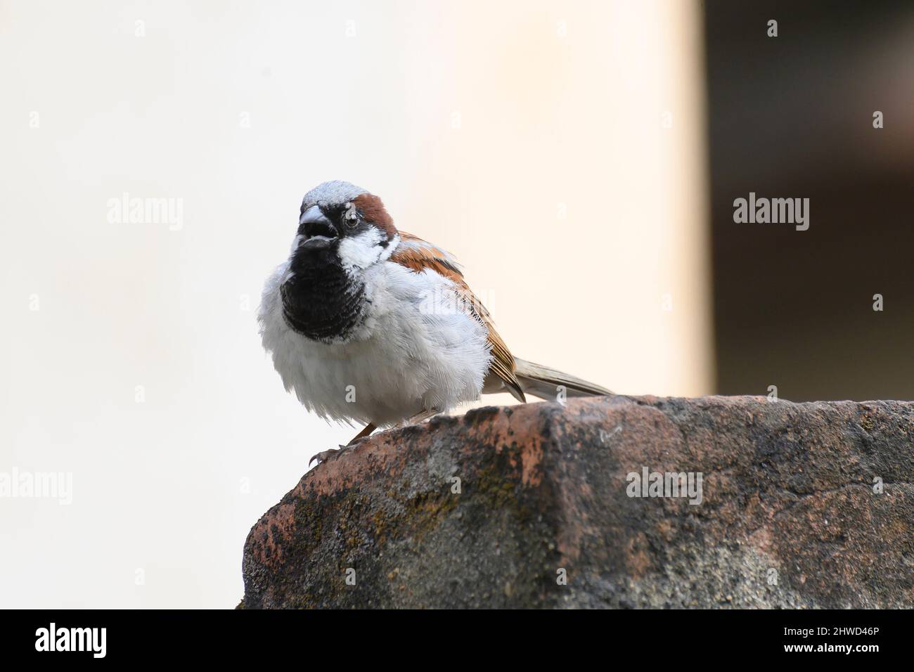 Männlicher Haussperling, Passer domesticus, ein Vogel der Sperlinge Familie Passeridae, oft in indischen Häusern gefunden. Stockfoto