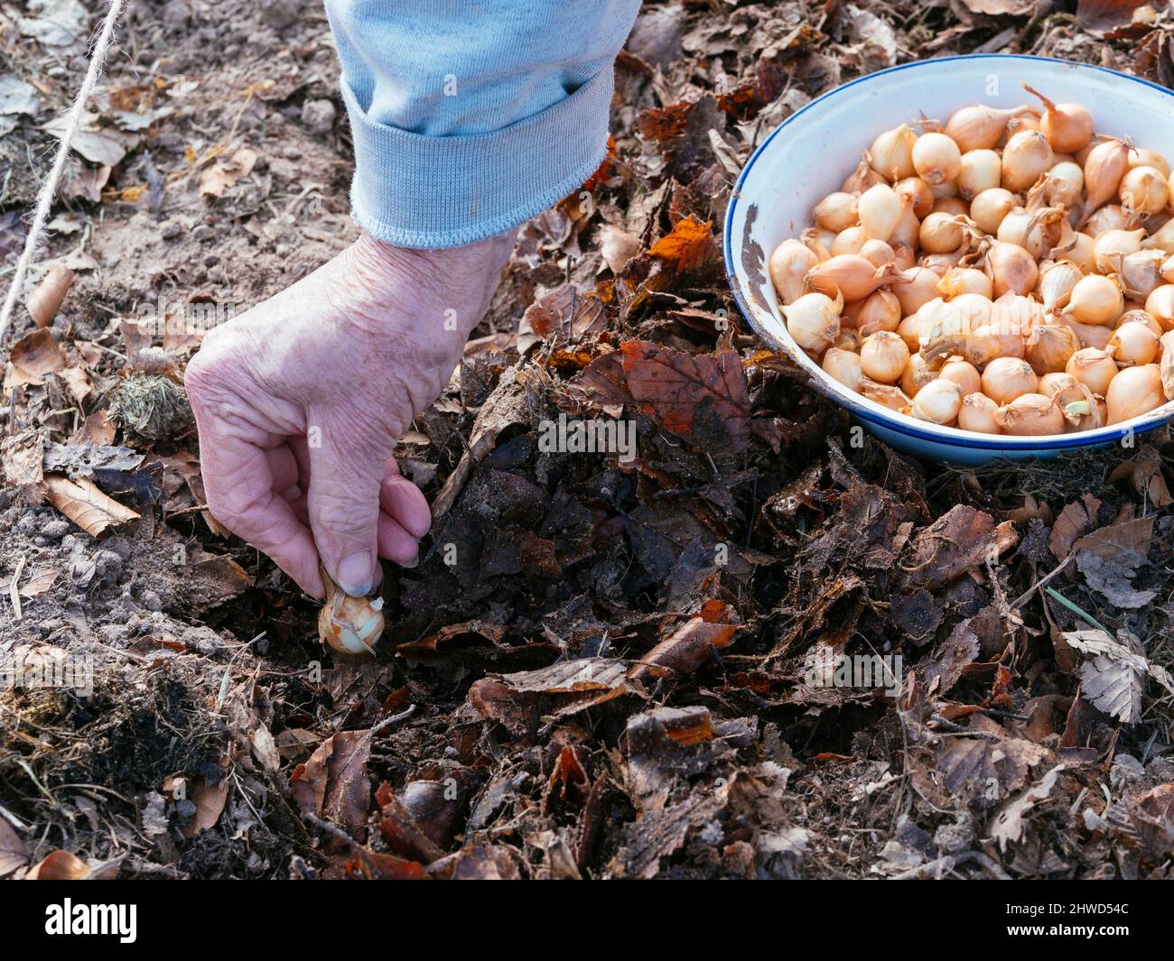 Gärtner pflanzt eine Zwiebel (Sorte: Stuttgarter Riese) in einen Gemüsegarten Stockfoto