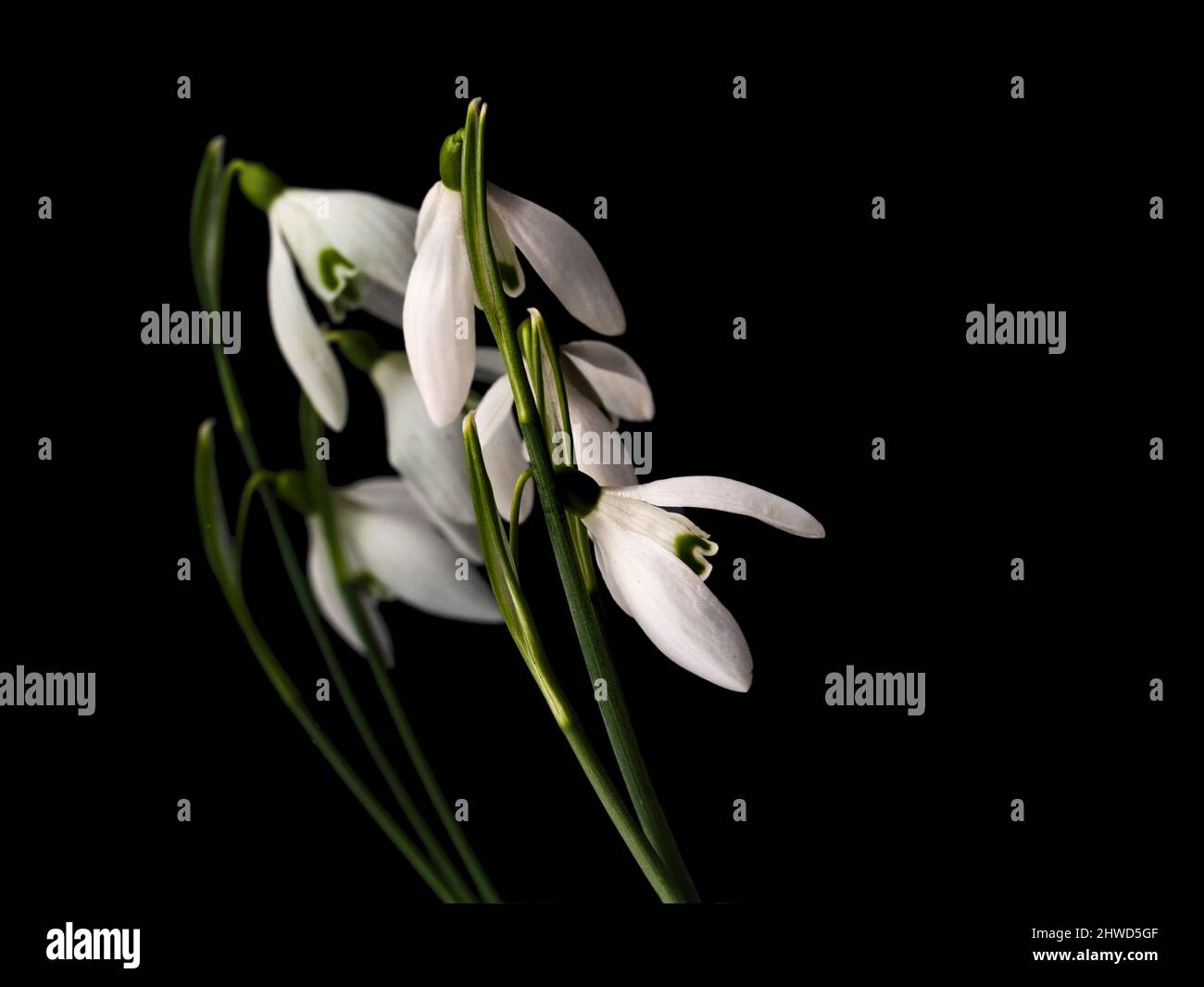 Drei Schneeglöpfenblumen auf schwarzem Hintergrund reflektiert. Stockfoto