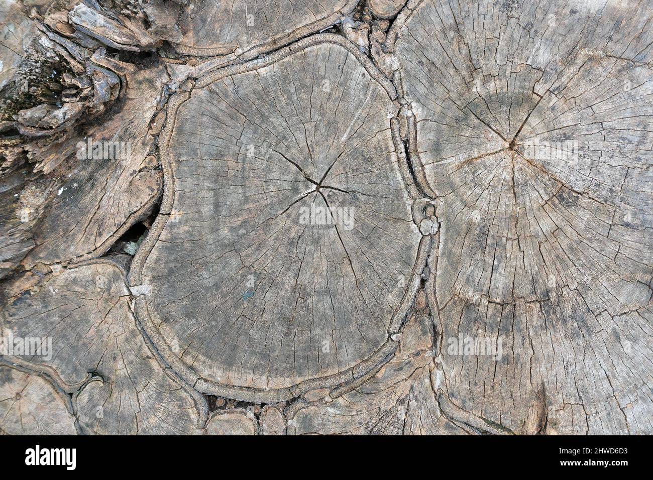 Sägeschnitt abstrakte Baumstamm Holzstruktur. Natur Textur Hintergrund. Gedreht in Howrah, Westbengalen, Indien Stockfoto