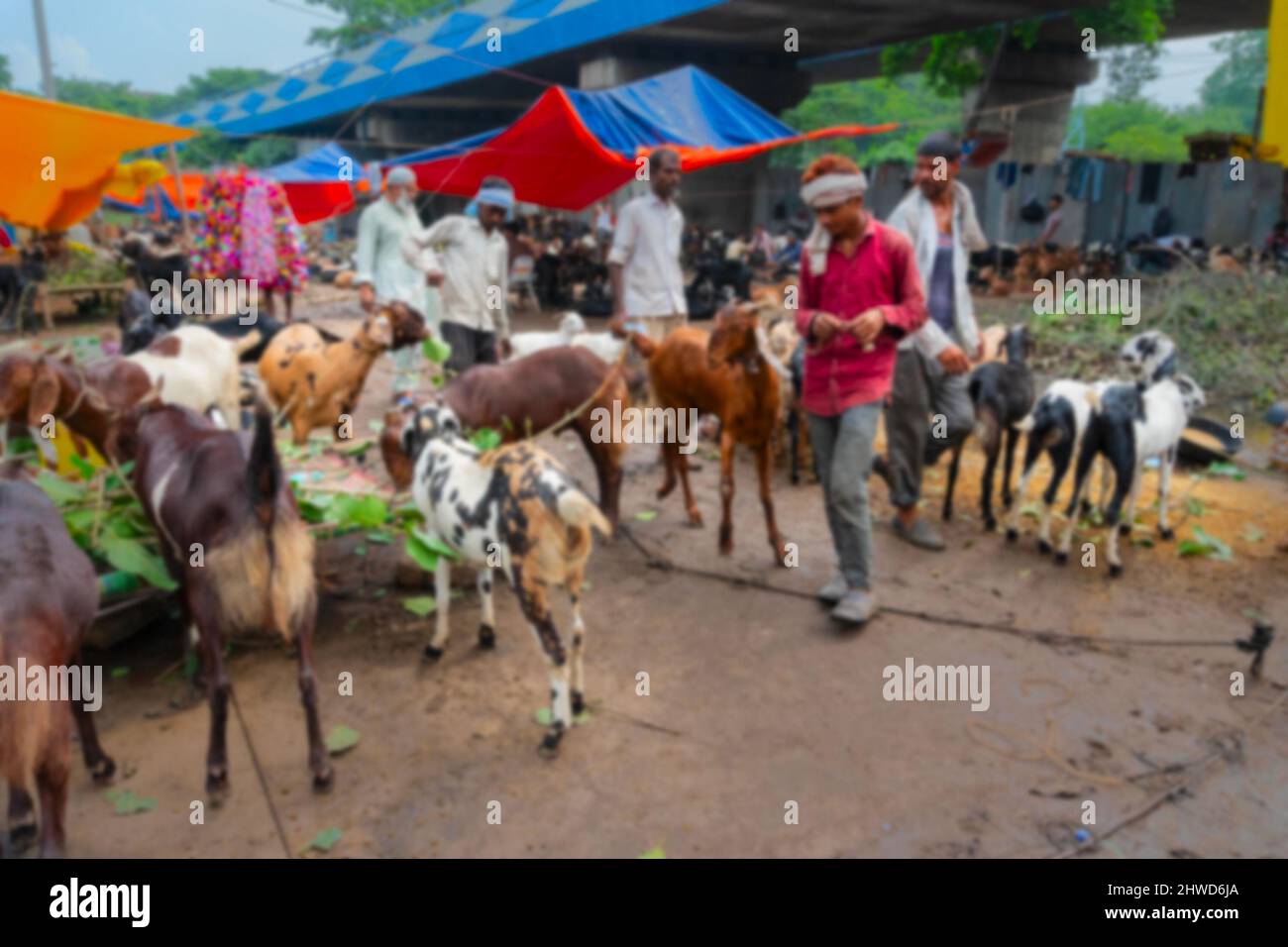 Verschwommenes Bild von Kalkutta, Westbengalen, Indien. Ziegen werden während des „Eid al-Adha“, des „Opferfestes“ oder des „Eid Qurban“ auf dem Markt verkauft. Stockfoto