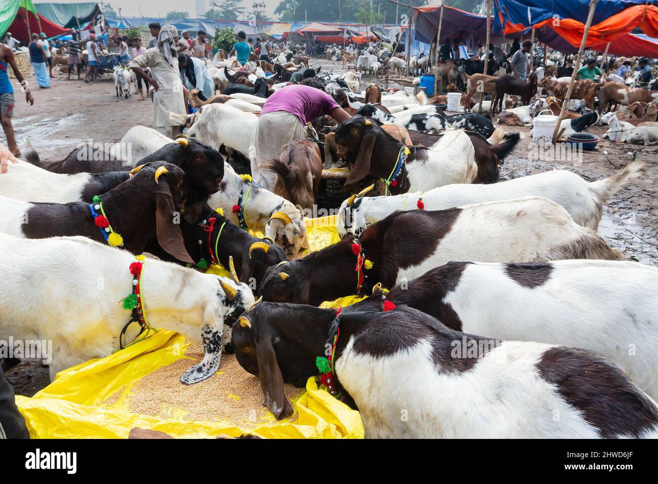 Kalkutta, Westbengalen, Indien - 11.. August 2019 : Ziegenverkäufer füttert Ziegen, die während der 'Eid al-Adha' oder Eid Qurban auf dem Markt verkauft werden. Stockfoto