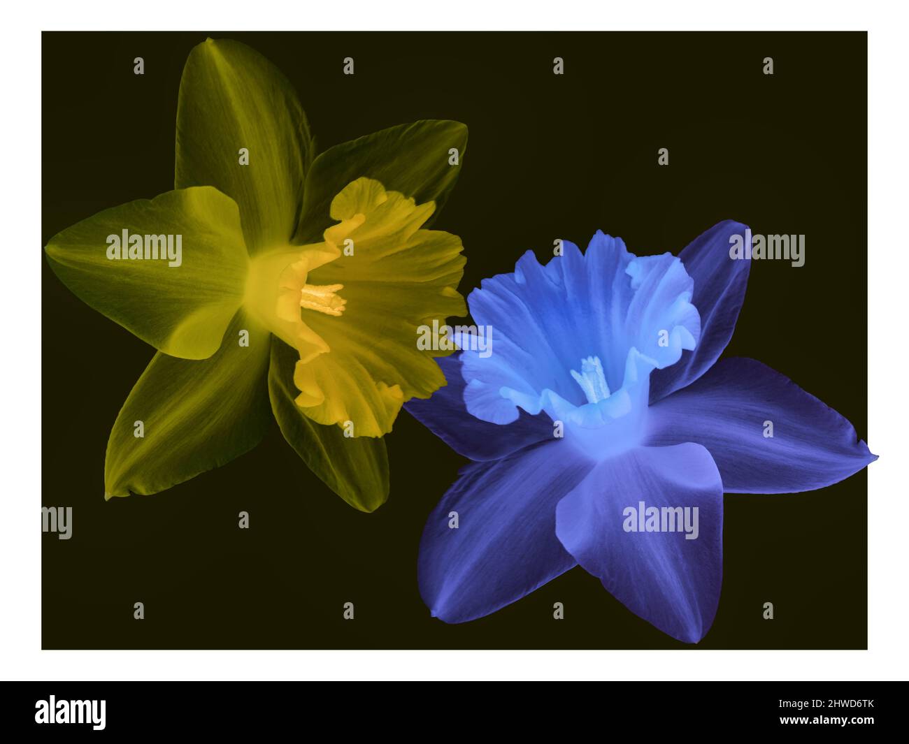 Die Seele des Frühlings. Zwei halbtransparente Narzissenblüten, auf gelb und eine in blau auf schwarzem Hintergrund mit Rand. Stockfoto