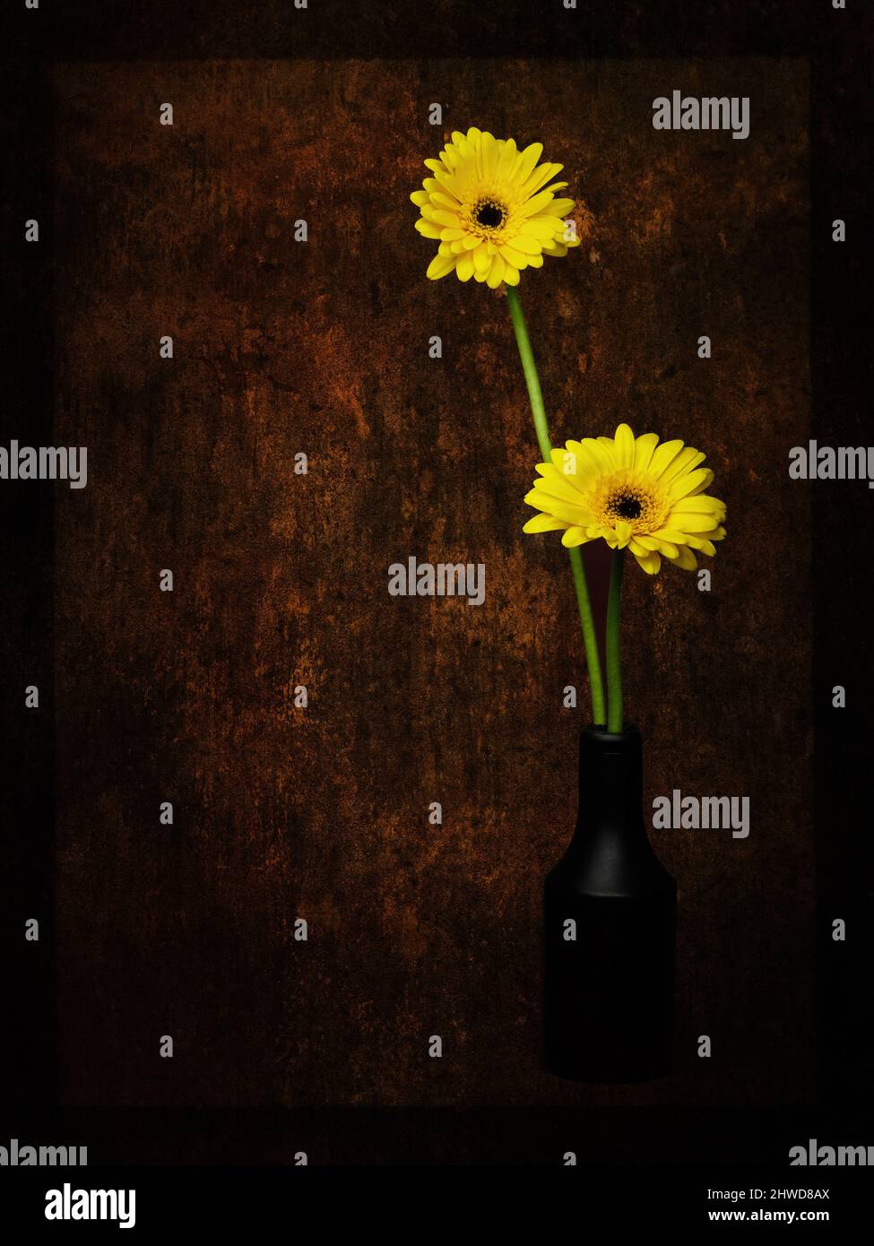 Zwei gelbe Gänseblümchen in schwarzer Vase auf künstlerischem, strukturiertem Hintergrund. Stockfoto