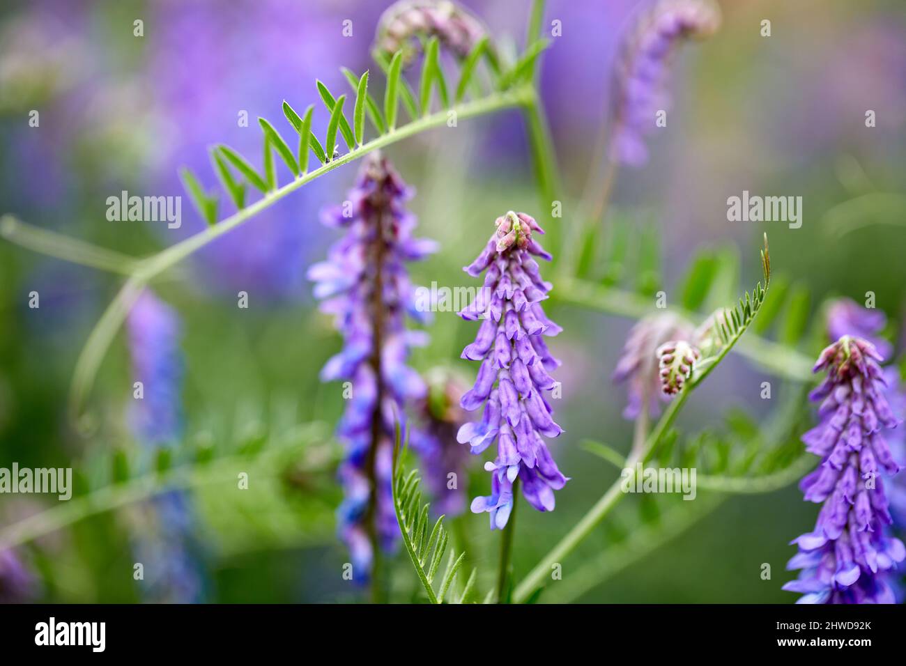 Tufted Vetch (Vicia cracca); Dänemark Stockfoto