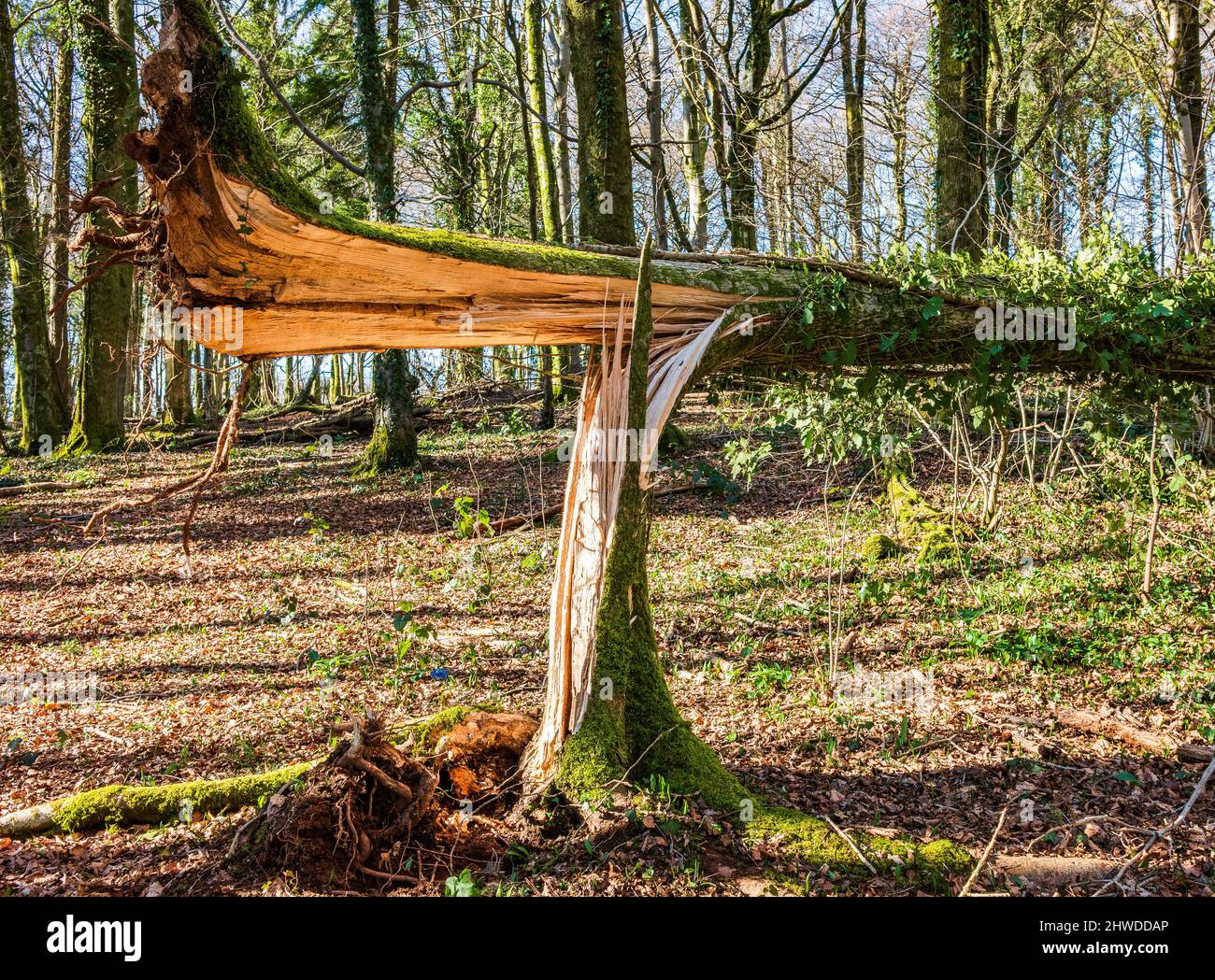 Wind beschädigt Baum mit gerissen Stamm, Wales Stockfoto