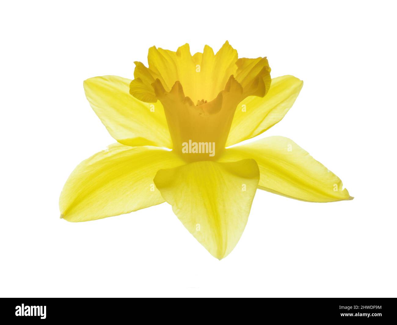 Einzelne Narzissenblüte, isoliert auf Weiß. Stockfoto
