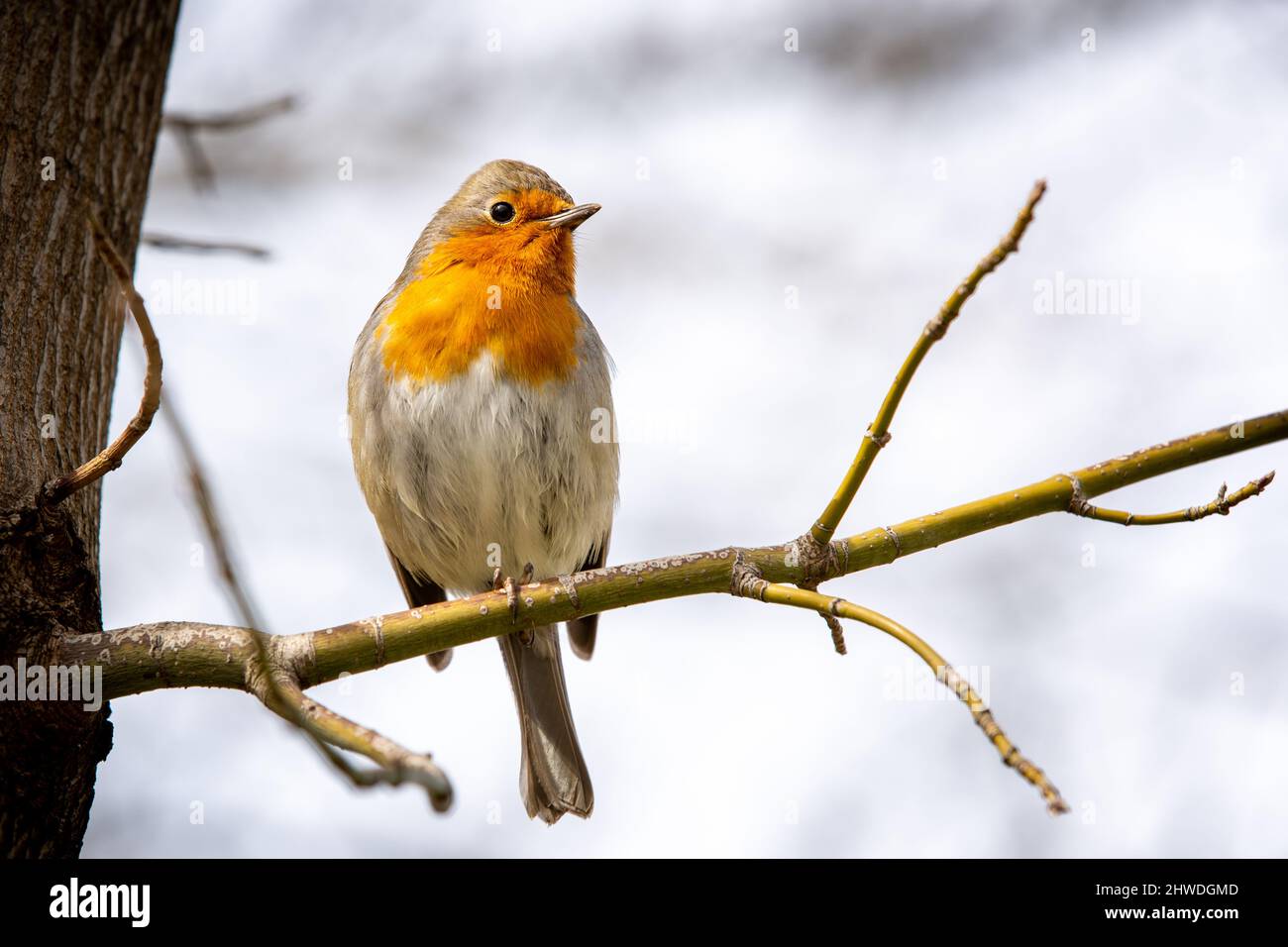 Robin oder Granatapfel Nightingale ist eine Vogelart, die in den Familienflycatcher eingeordnet wird. Erithacus rubecula Stockfoto