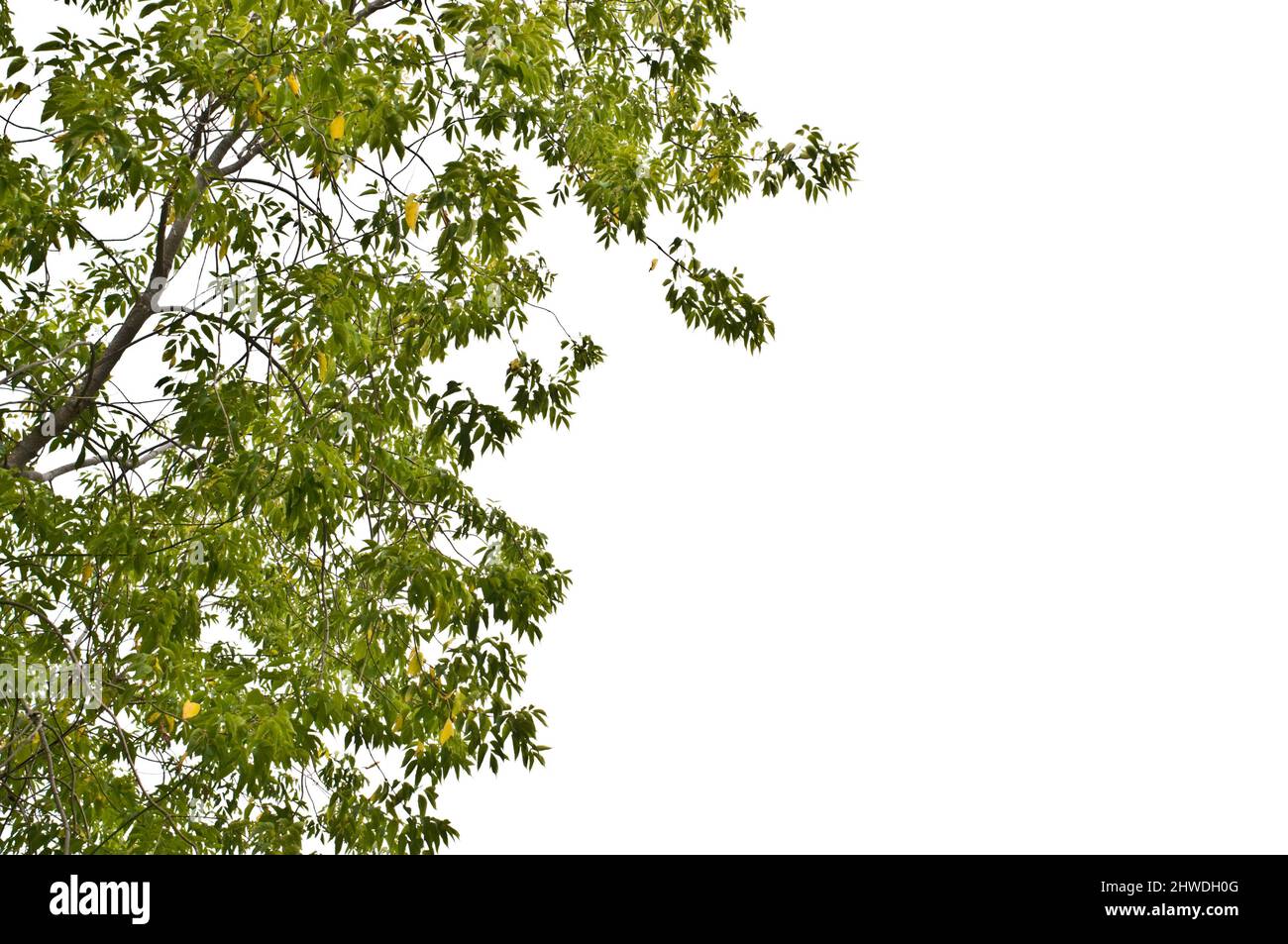 Box Holunder Ahorn (Acer negundo) Zweige und Blätter isoliert auf weißem Hintergrund. Stockfoto