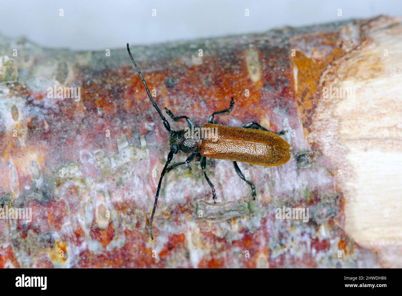 Beetle Anisarthron Barbipes (Cerambycidae - Longhorn Beetle) am Ast. Stockfoto