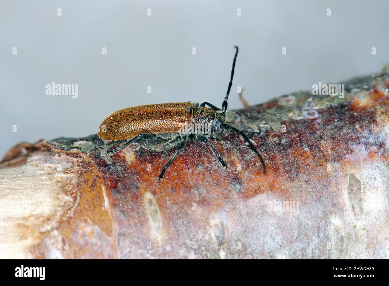 Beetle Anisarthron Barbipes (Cerambycidae - Longhorn Beetle) am Ast. Stockfoto