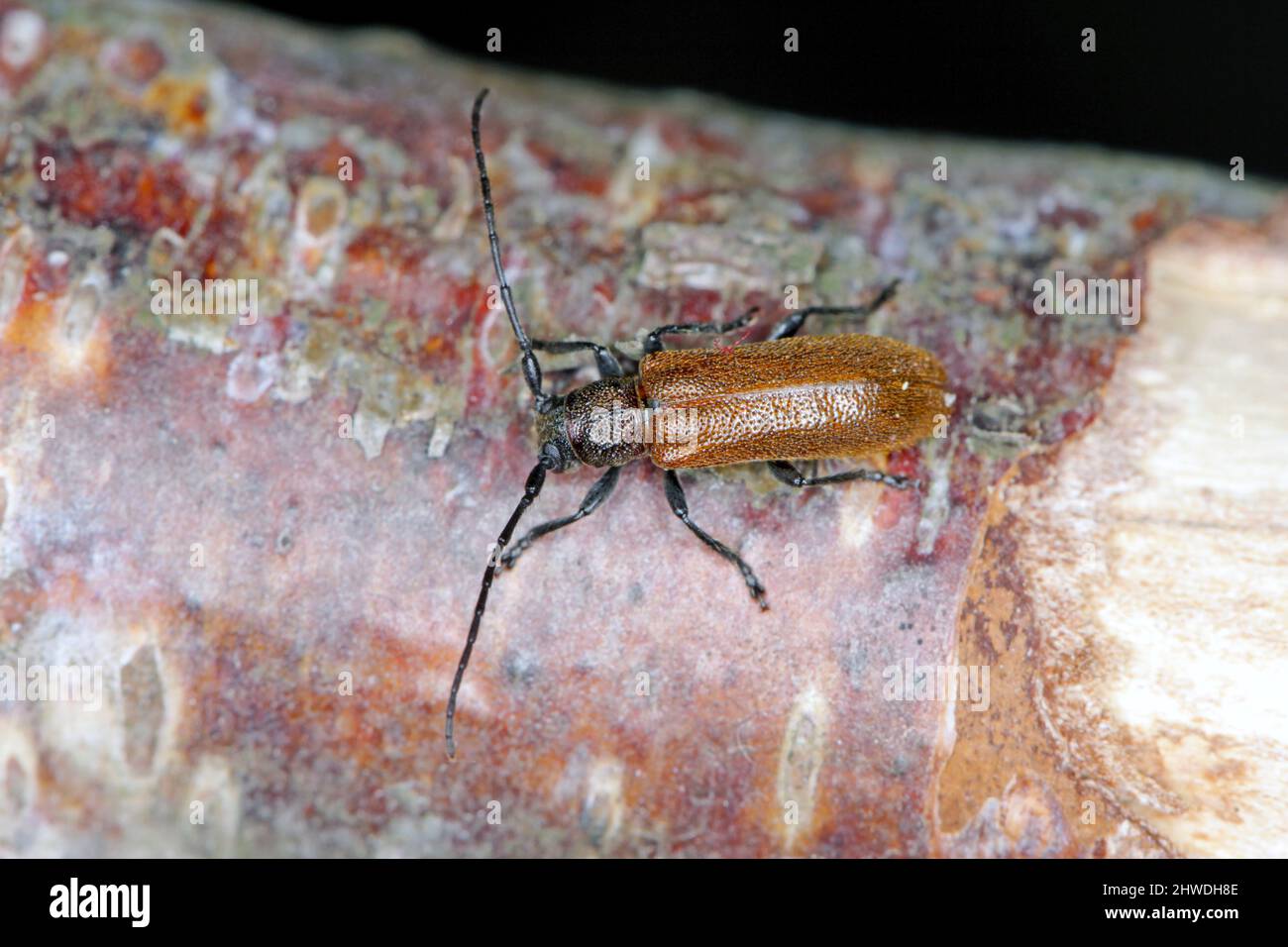 Beetle Anisarthron Barbipes (Cerambycidae - Longhorn Beetle) am Ast. Stockfoto