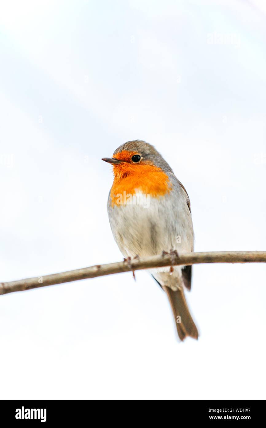 Robin oder Granatapfel Nightingale ist eine Vogelart, die in den Familienflycatcher eingeordnet wird. Erithacus rubecula Stockfoto