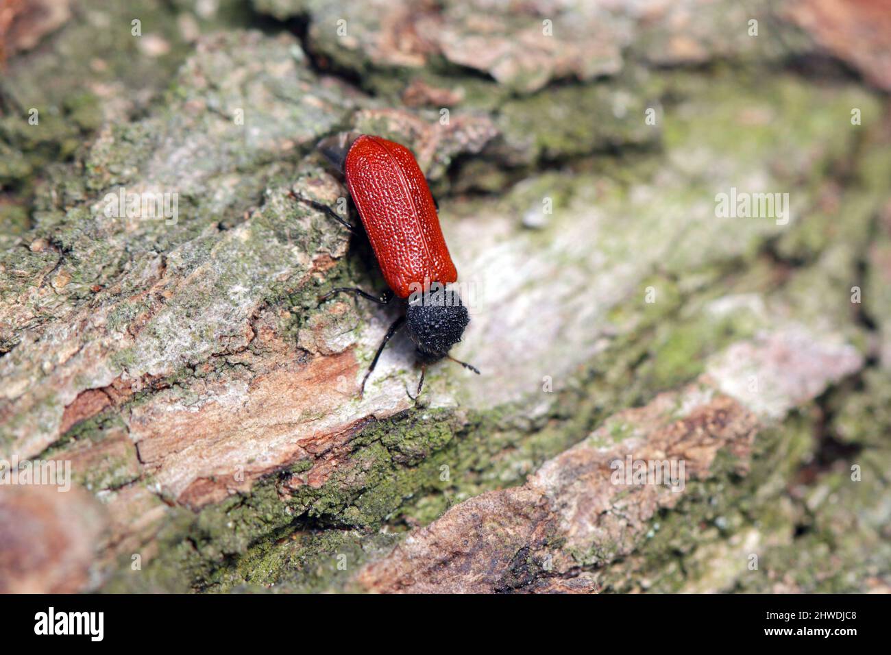 Kapuzinerkäfer (lateinischer Name: Bostricus capucinus - Bostrychidae) - Insekt auf Eichenholz. Es ist ein technischer Schädling des Holzes. Stockfoto