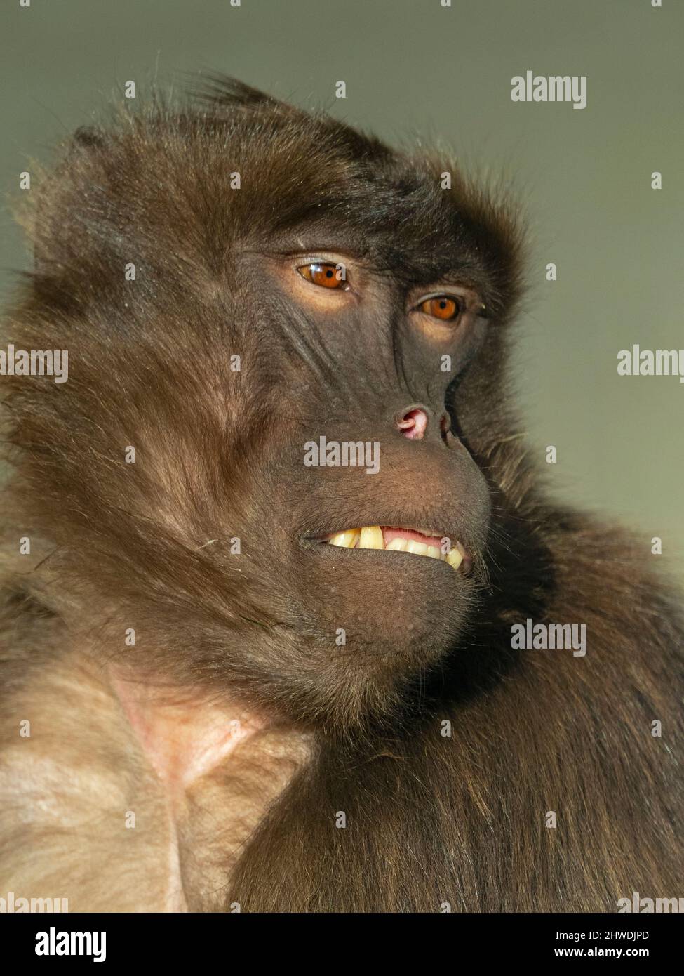 Gelada Baboon Theropithecus gelada Stockfoto