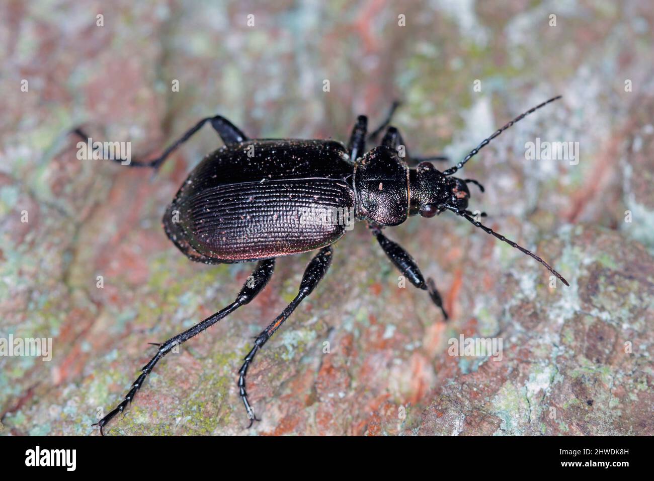 Käfer Calosoma Inquisitor auf der Rinde eines Baumes. Es ist ein Raubkäfer, der Schädlinge in Wäldern und Parks frisst. Stockfoto