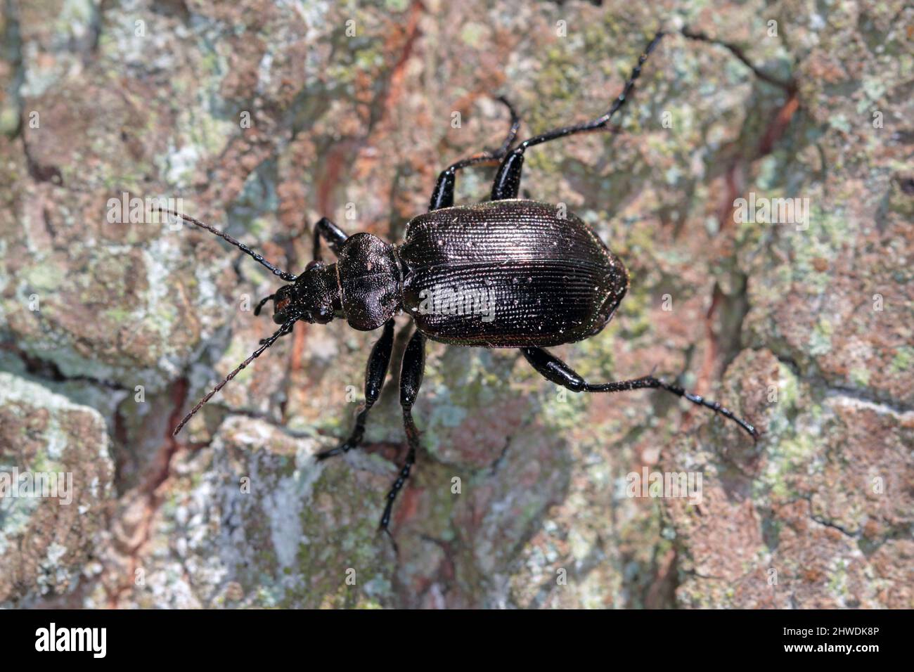 Käfer Calosoma Inquisitor auf der Rinde eines Baumes. Es ist ein Raubkäfer, der Schädlinge in Wäldern und Parks frisst. Stockfoto