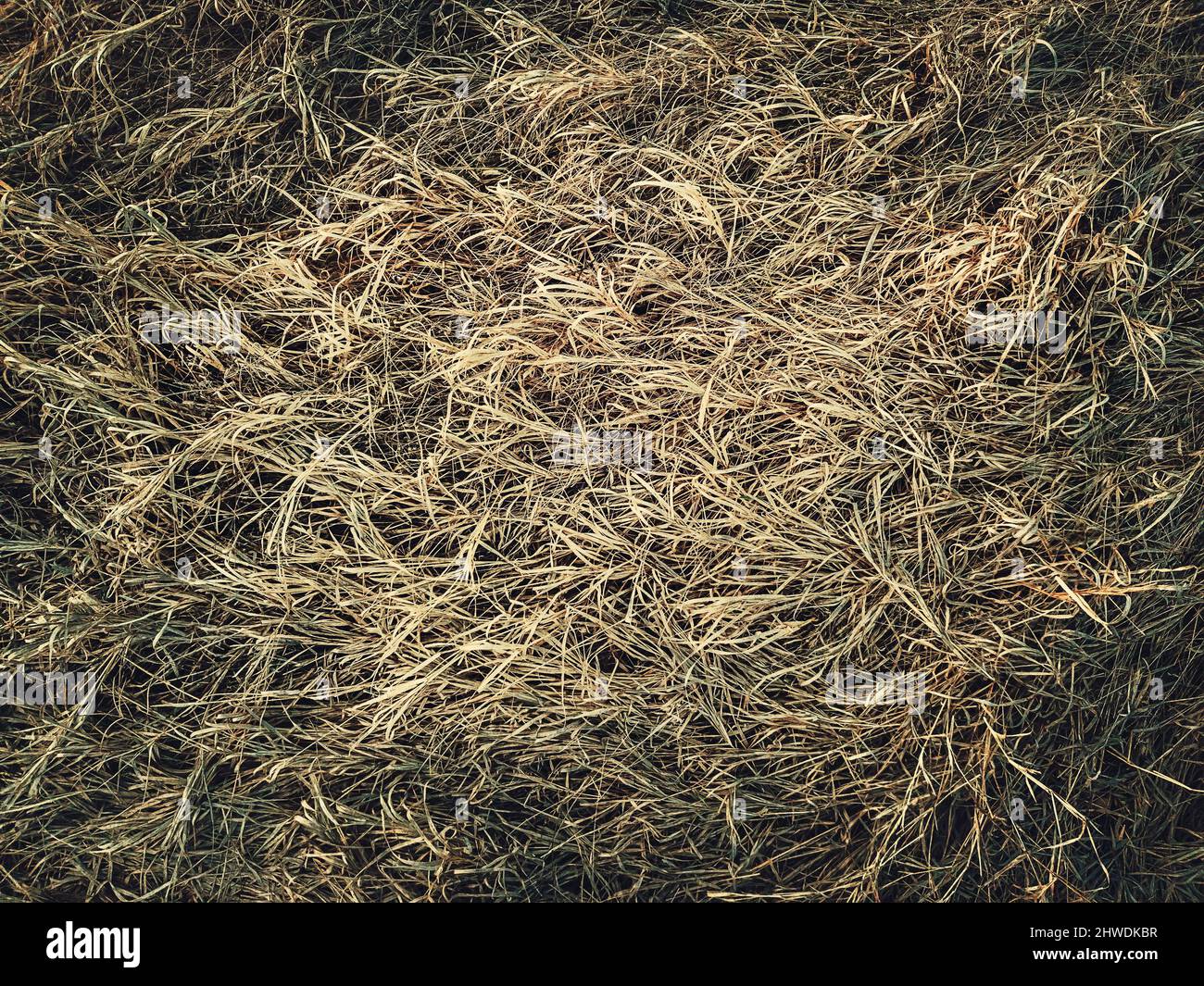 Trockene Grasstruktur. Verwelkte Wildpflanzen und Kraut auf dem Feld, natürlicher Heu-Hintergrund. Ausgetrockte Vegetation Stockfoto