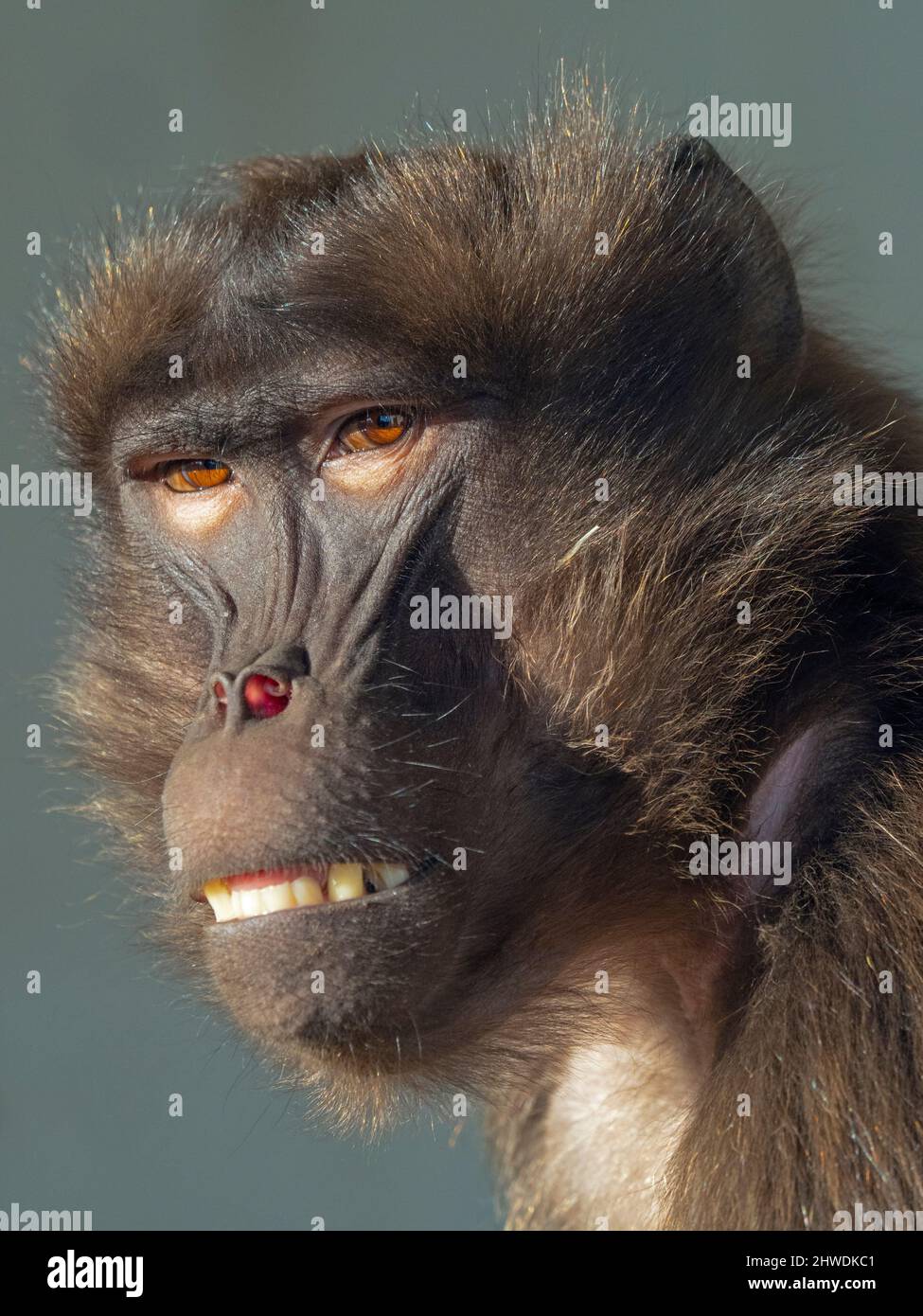 Gelada Baboon Theropithecus gelada Stockfoto