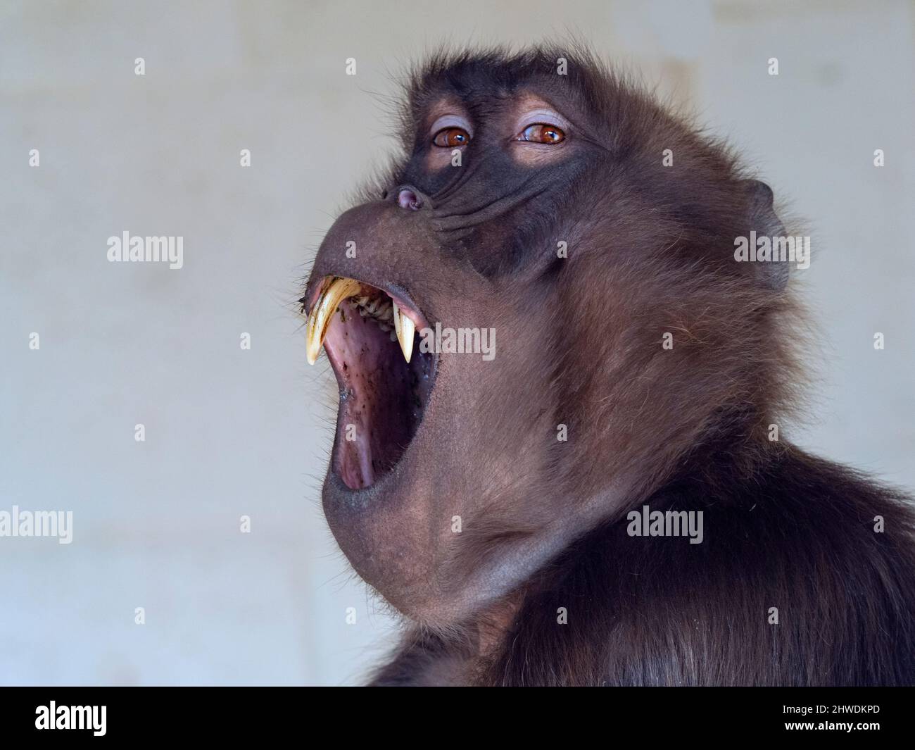 Gelada Baboon Thermopithecus gelada männlich Stockfoto