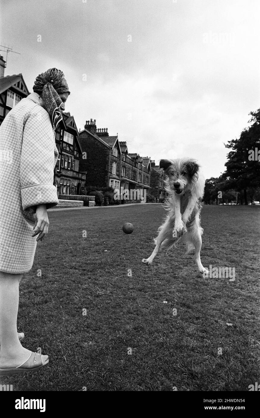 Frau Moira West, 56 Jahre alt, aus Harrogate, abgebildet mit ihrem Hund Jimmy. Frau West hatte Jimmy, als seinem früheren Besitzer wegen der Art, wie er Jimmy hielt, das Halten von Hunden verboten wurde. Sie nährte Jimmy zwei Jahre lang wieder gesund. 15.. Juli 1970. Stockfoto