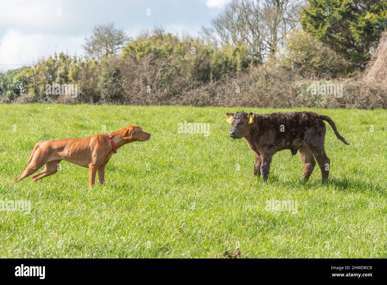 Hund trifft Kalb Stockfoto