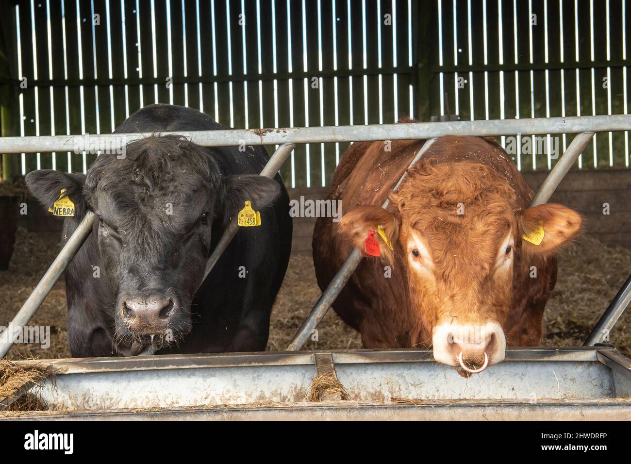 Rinderbullen von Aberdeen Angus und Simmental Stockfoto