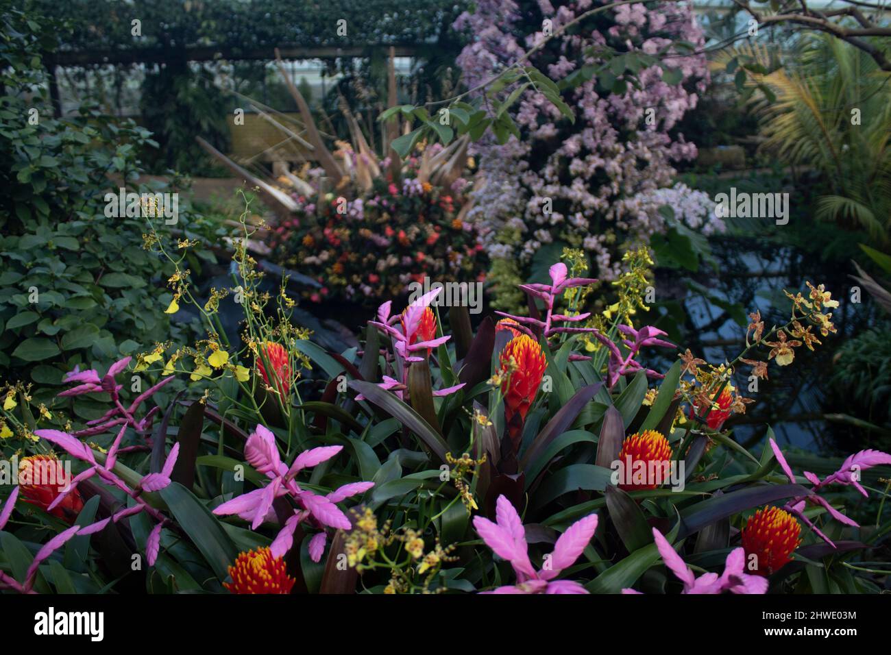 Das Orchideenfest 2022 im Princess of Wales Conservatory, Kew Gardens, England Stockfoto