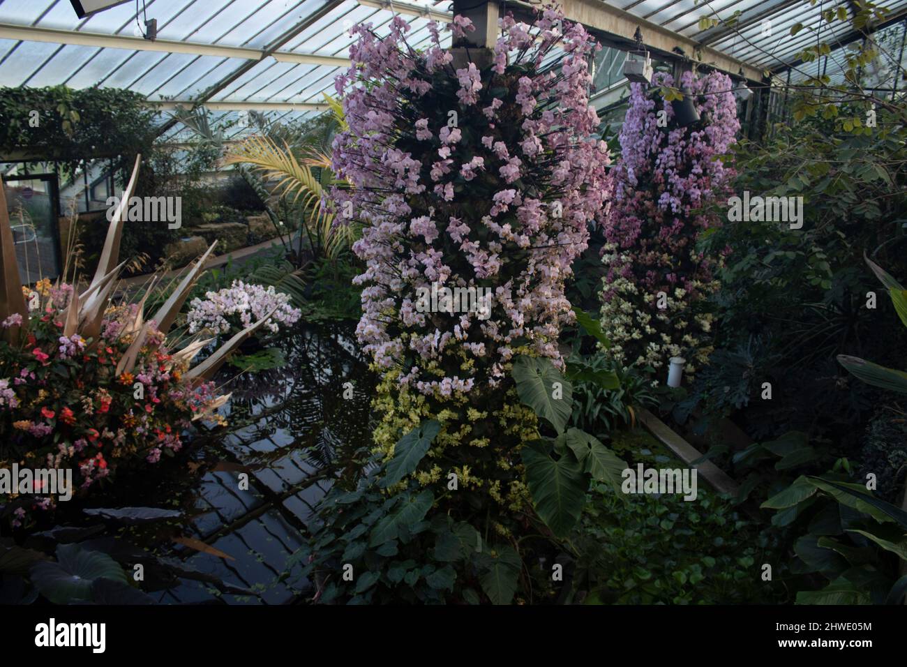 Das Orchideenfest 2022 im Princess of Wales Conservatory, Kew Gardens, England Stockfoto