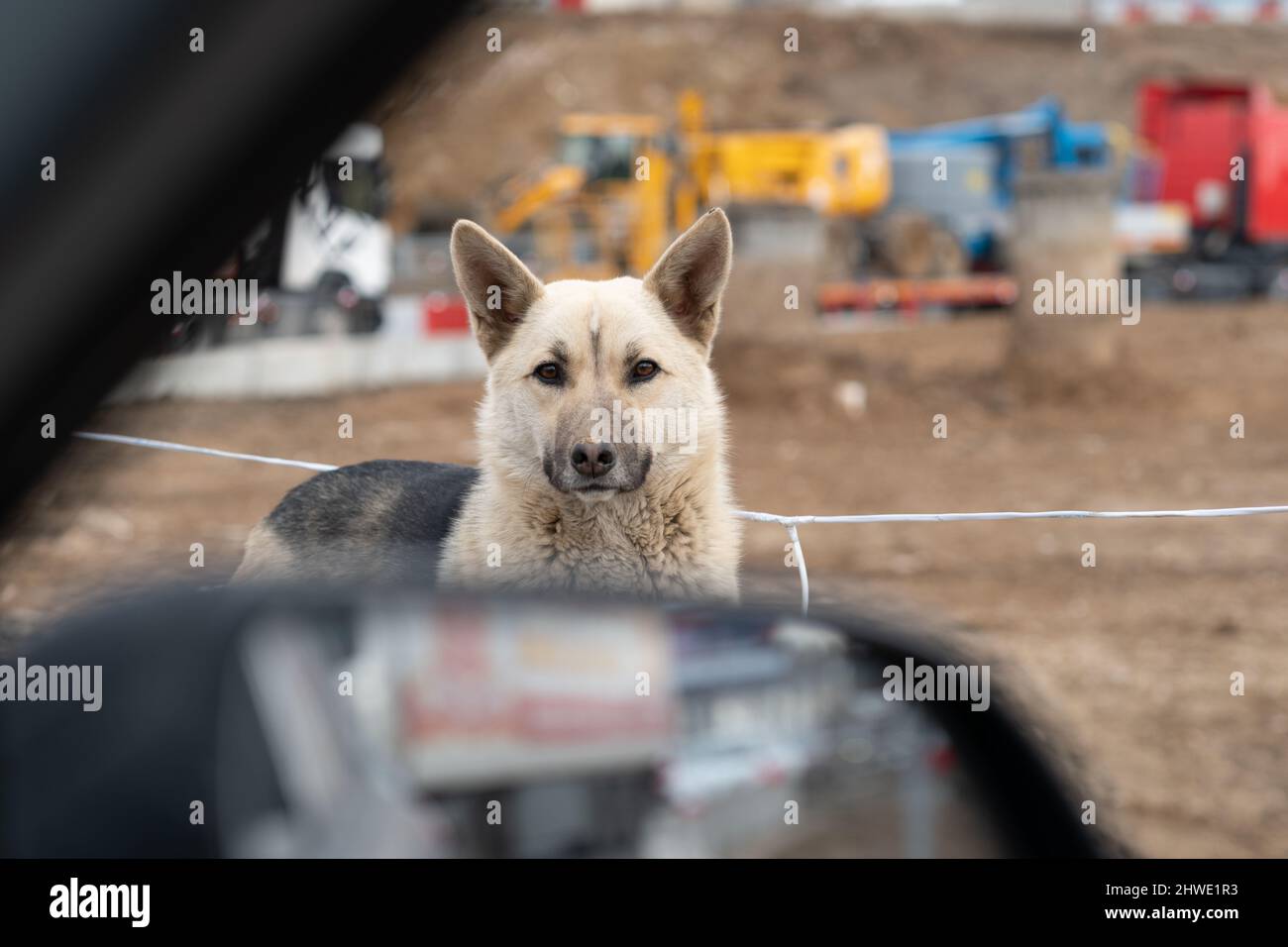 schäferhund deutsche Hundeliegerrasse, aus PET-Stammbaum von Tier für große draußen, Studio Rest. Schäferhund Saison Tiere, spielerischer Schutz groß Stockfoto