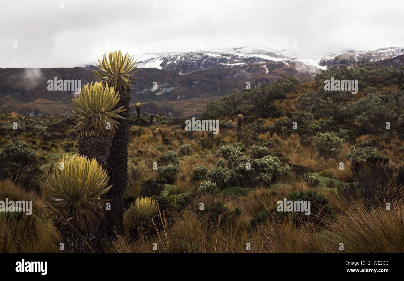 Bergige Landschaft des kolumbianischen Paramo oder alpines Ökosystem mit Schnee im Hintergrund Stockfoto