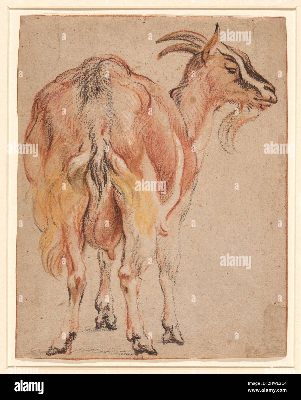 Ziege. Künstler: Jacob Jordaens, Flämisch, 1593–1678 Stockfoto