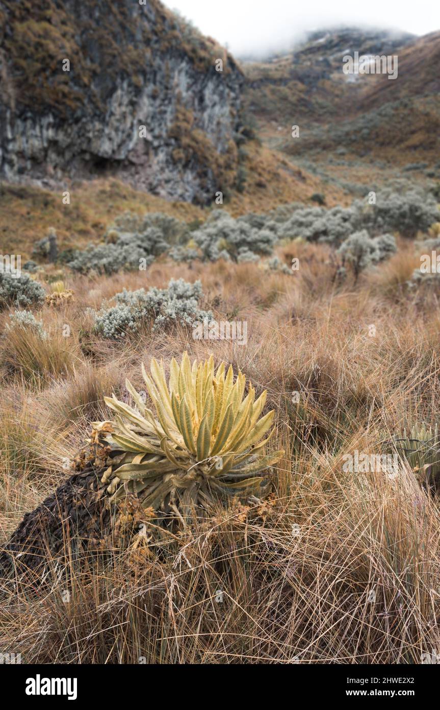 Bergige Landschaft des kolumbianischen Paramo oder alpines Ökosystem mit Schnee im Hintergrund Stockfoto