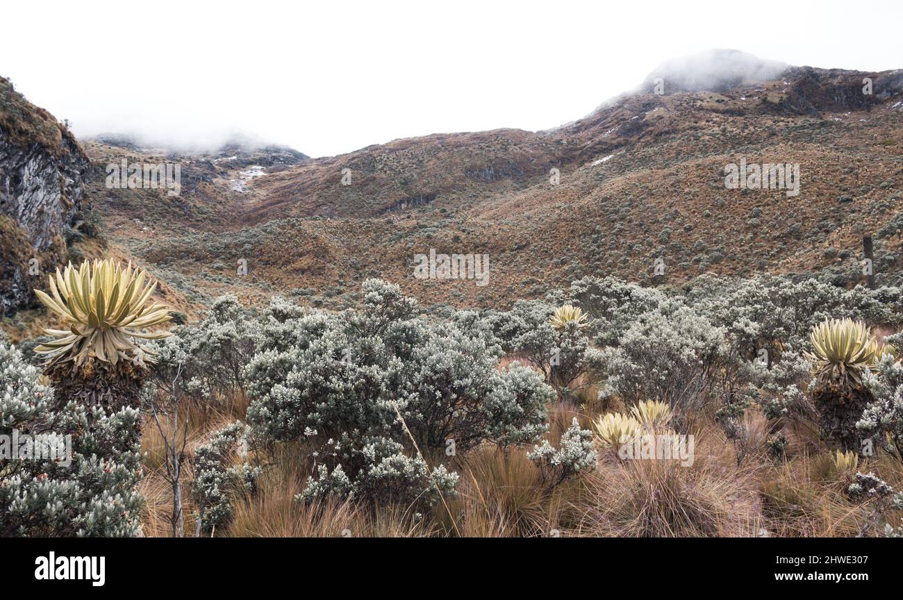 Bergige Landschaft des kolumbianischen Paramo oder alpinen Ökosystems Stockfoto
