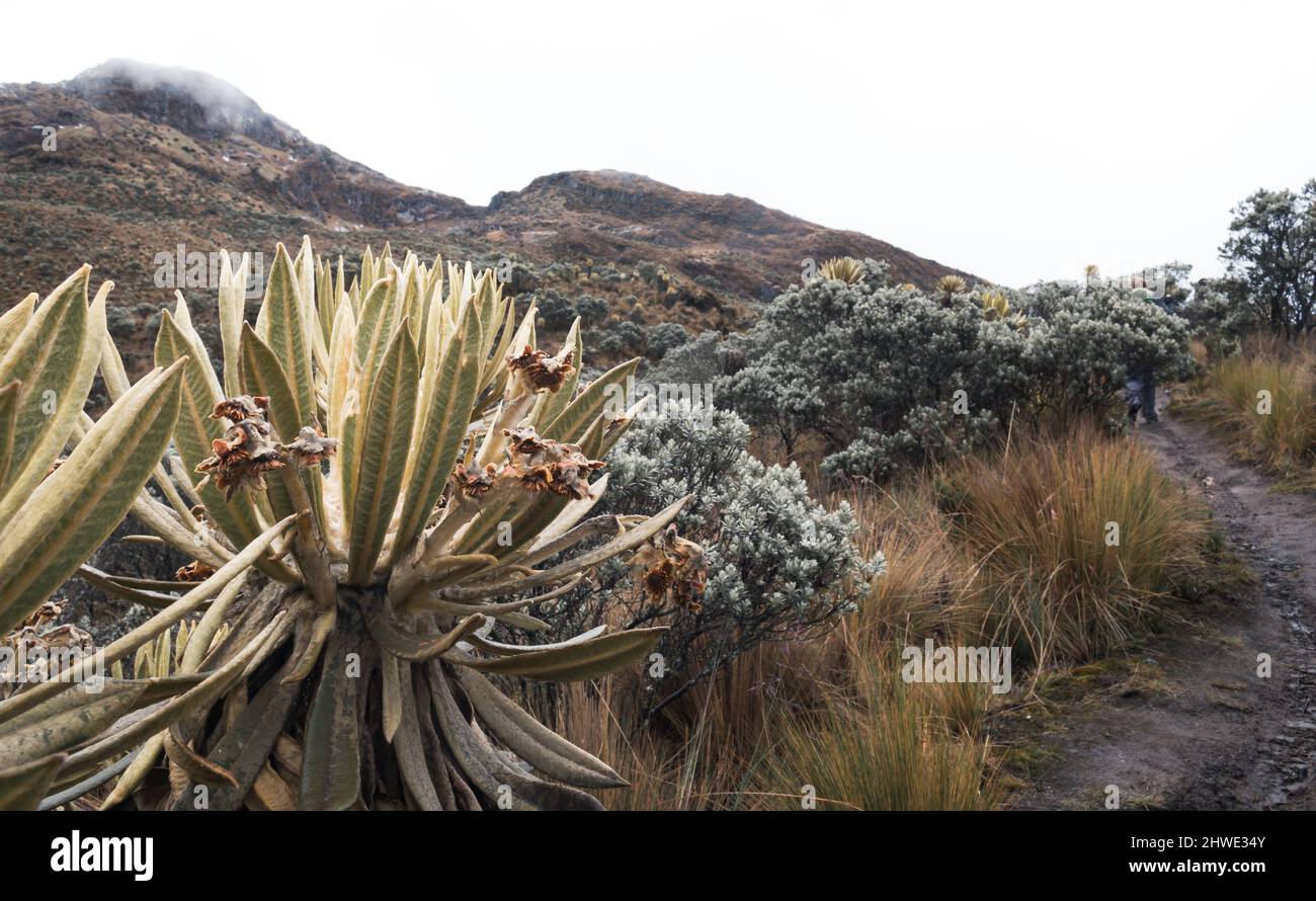 Bergige Landschaft des kolumbianischen Paramo oder alpinen Ökosystems Stockfoto