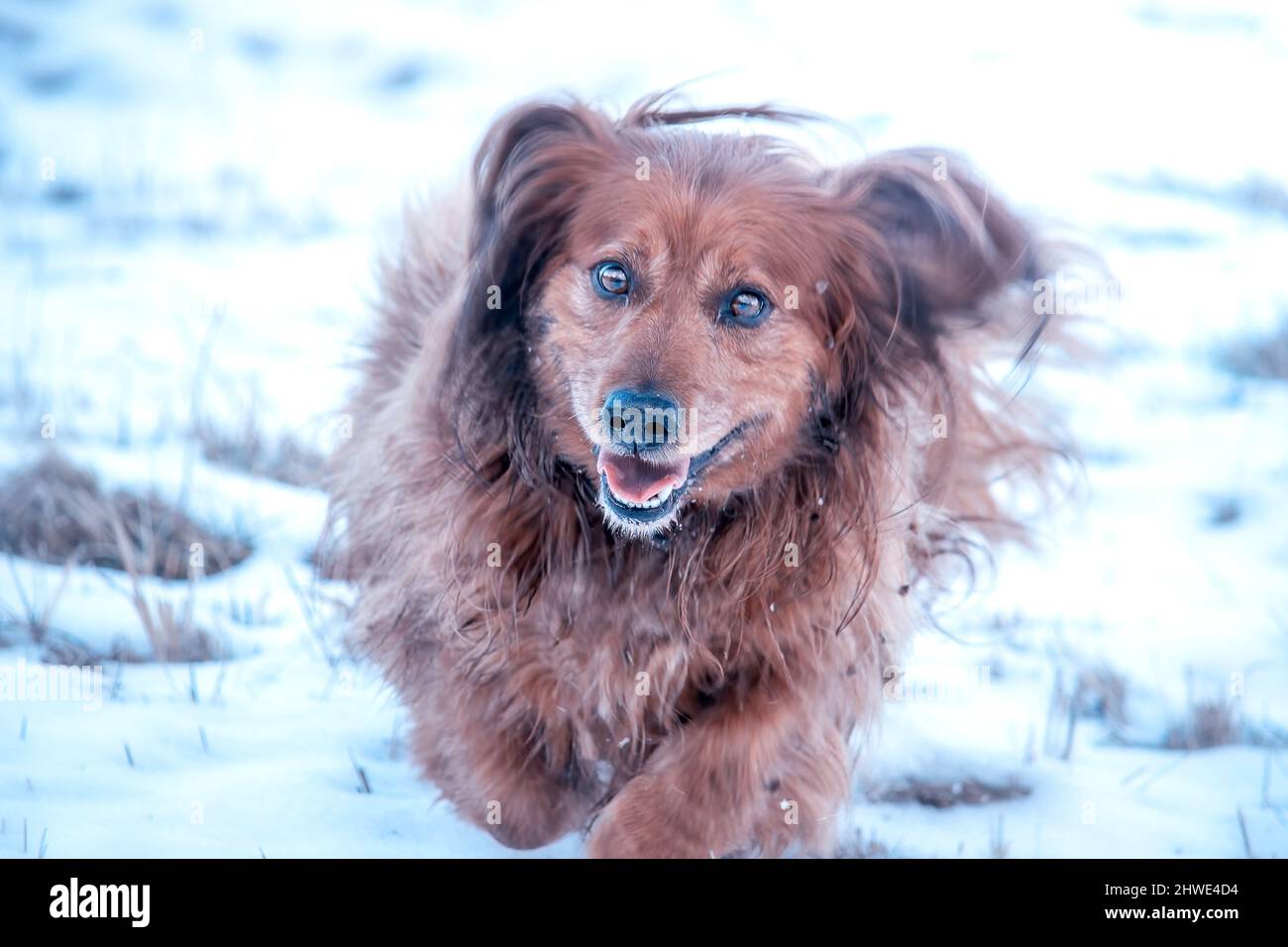 Langhaariger Dackel-Hund, der im Schnee läuft Stockfoto